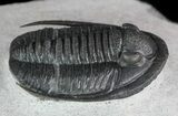 Cornuproetus Trilobite - Excellent Specimen #48483-2